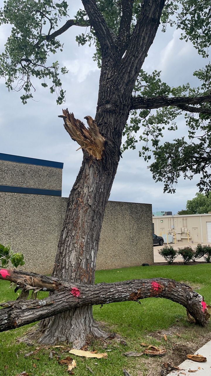 A fallen branch in South Austin. (Courtesy: Austin Public Works)