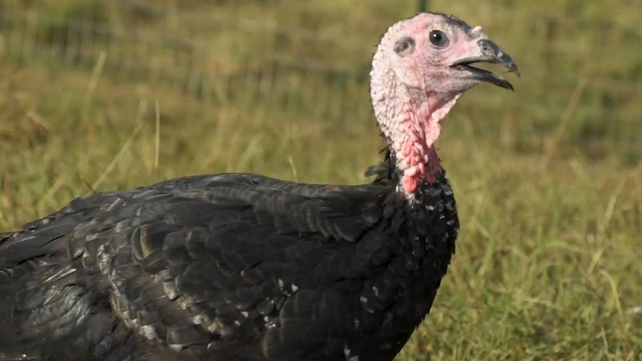 Hindi fiyatları düşerken, Kuzey Carolina’daki bir çiftlik üretimi artırmak için çalışıyor