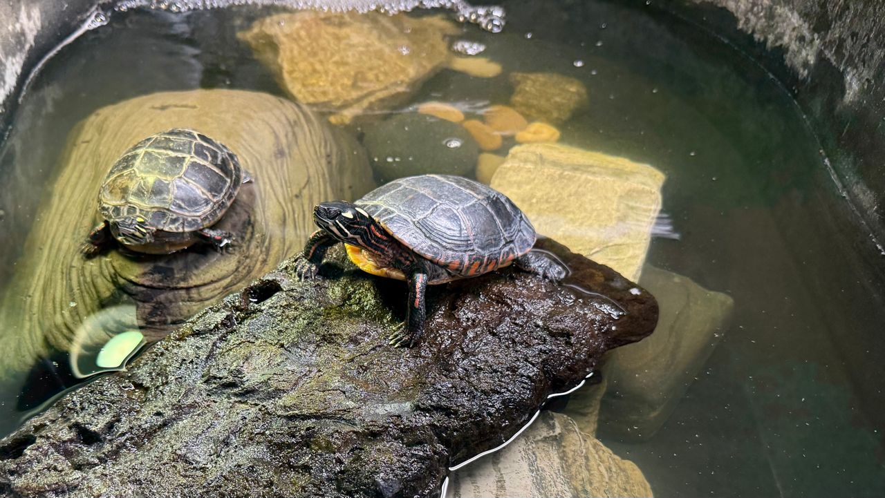 A pair of turtles in the care of the Turtle Rescue League. (Spectrum News 1/Meghan Parsons)