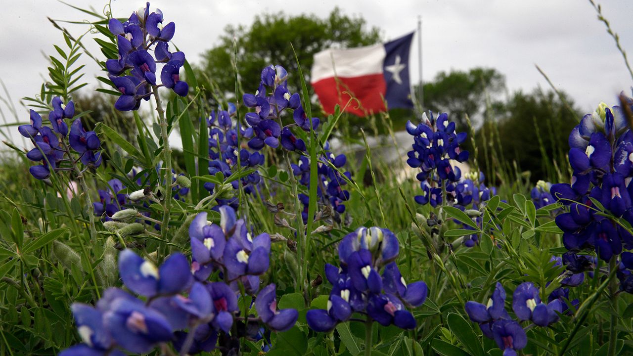 Texas Bluebonnets 