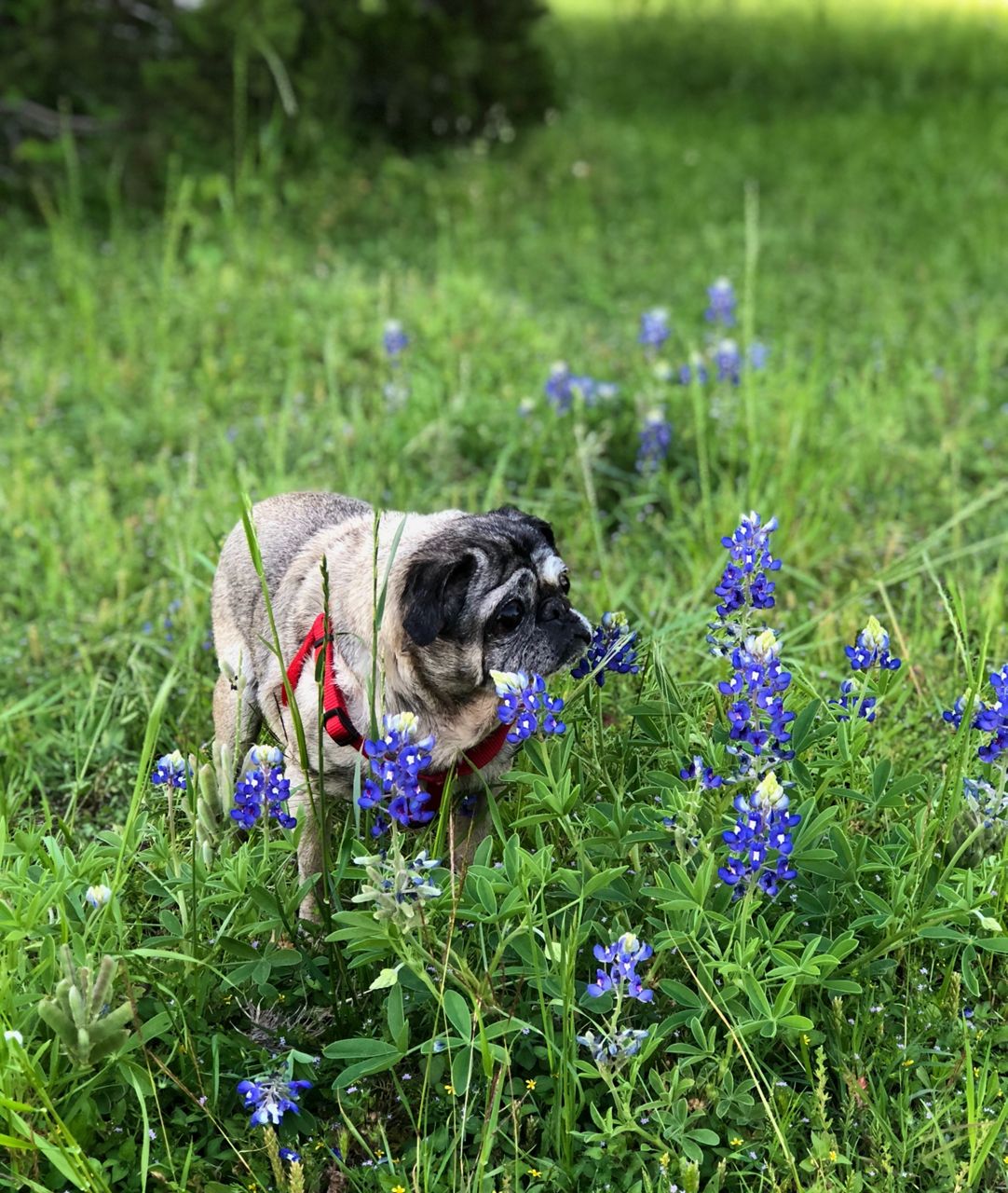 Dog sniffs flowers.
