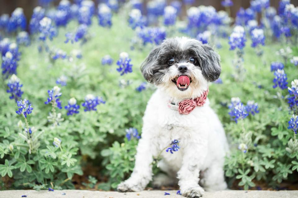 Dog poses in flowers. 