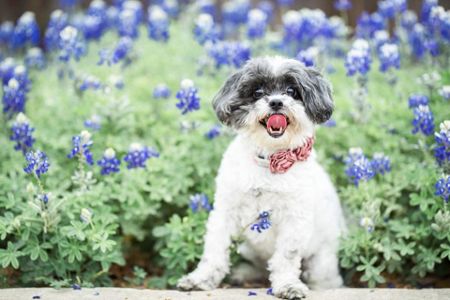 Wildflowers — Texas Parks & Wildlife Department