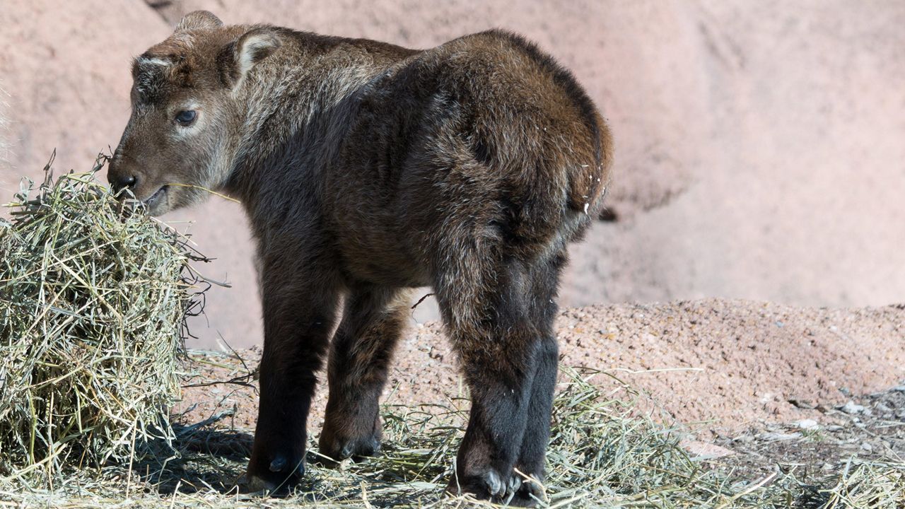 A newborn Sichuan takin named Cornelia was recently introduced at the St. Louis Zoo. She was born in January, making this the first birth of a takin since 2016. (Photo courtesy of the St. Louis Zoo's Instagram) 