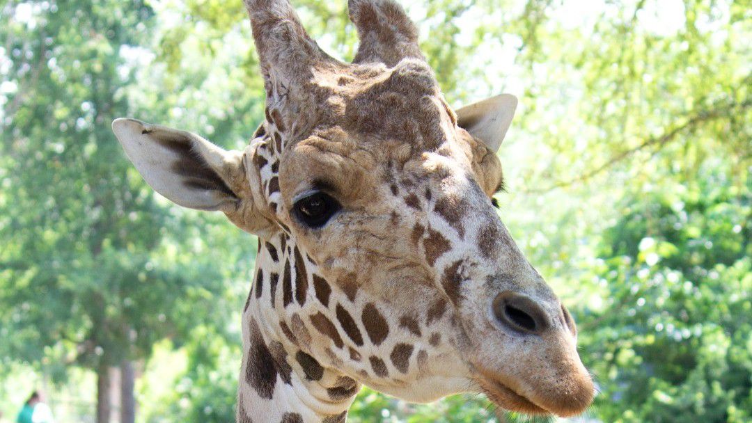 Dallas Zoo giraffe Tebogo. (Photo Credit: Dallas Zoo Facebook)
