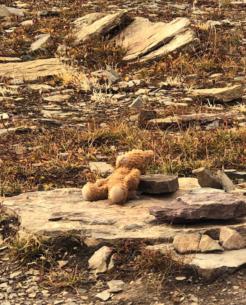 lost teddy bear