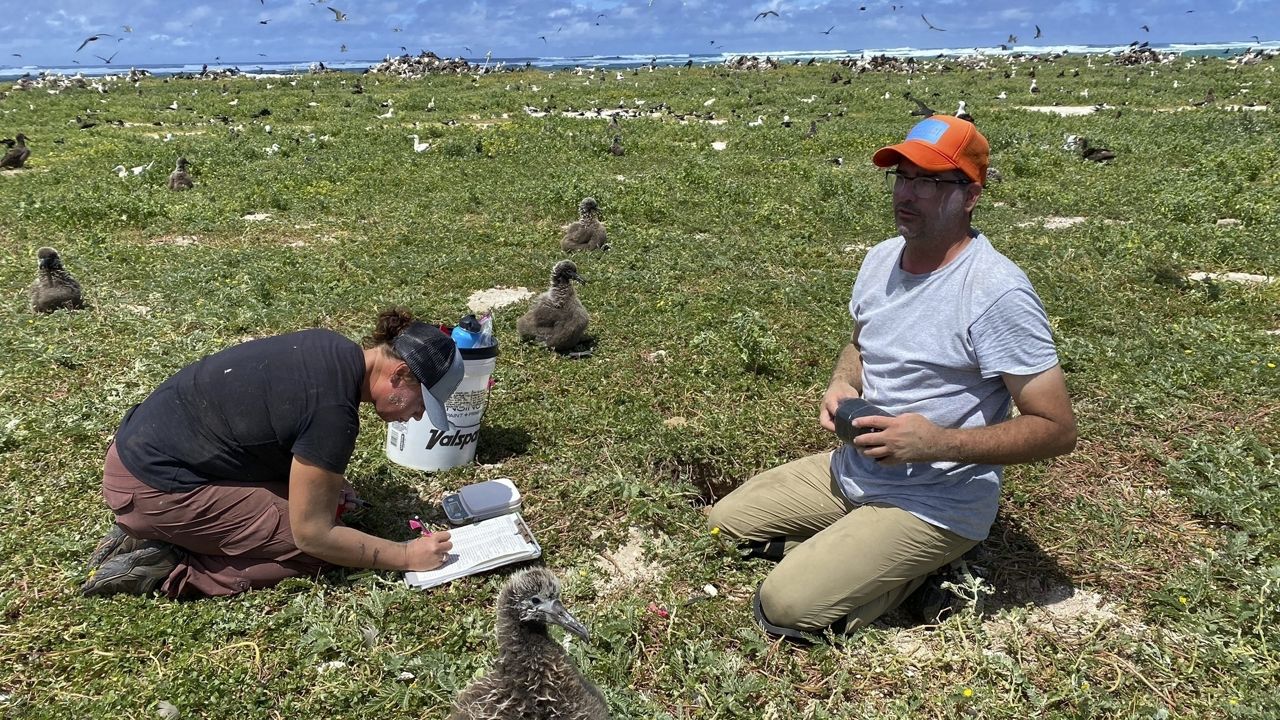 In this photo provided by the Pacific Rim Conservation, wildlife workers relocate Tristram's storm petrels on Hawaii's Tern Island, on March 29, 2022. (L. Young/Pacific Rim Conservation via AP)