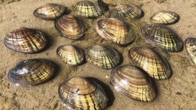 Texas fatmucket mussels on a river bank. (Credit: USFWS)