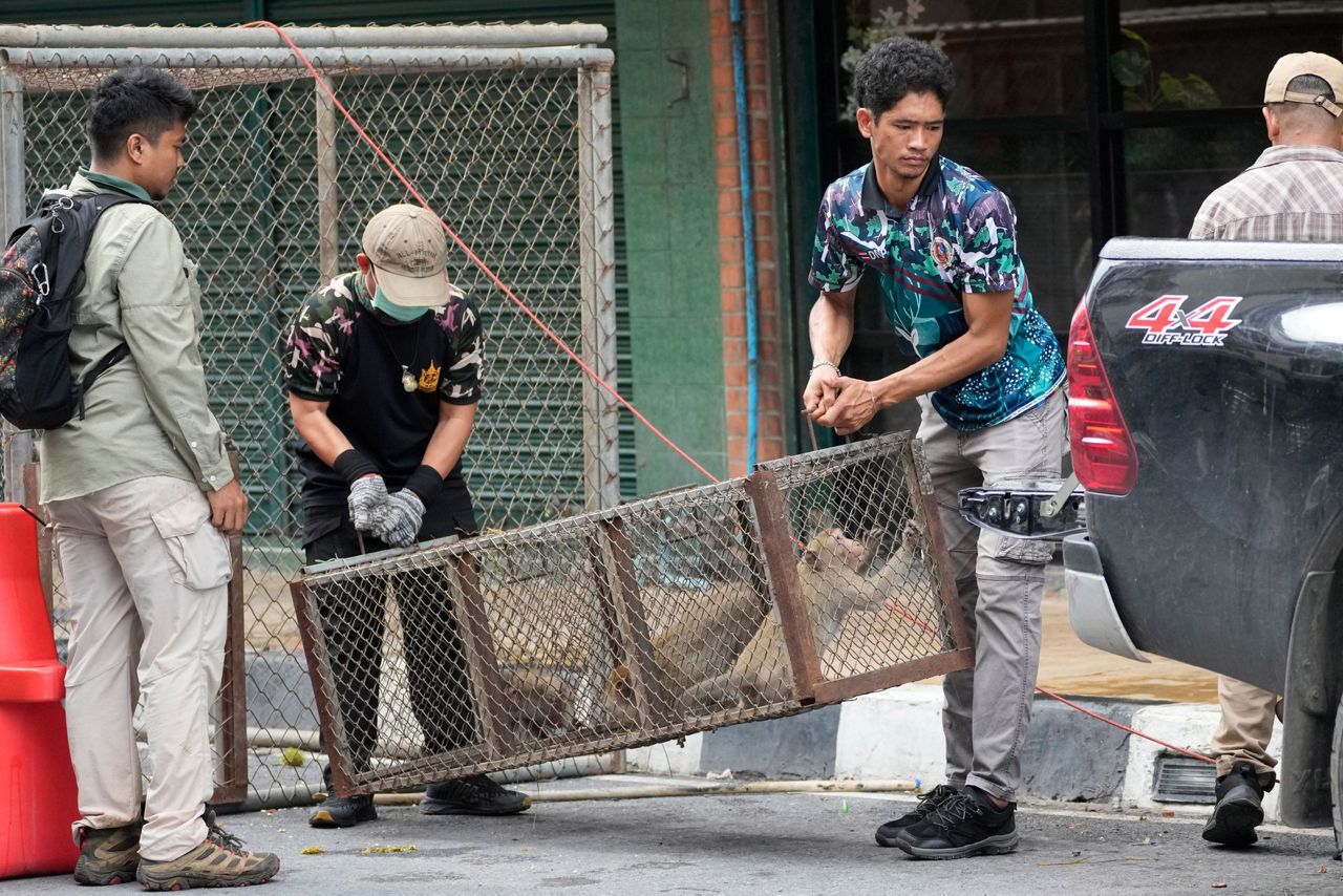 Thai town maddened by marauding monkeys launches plan to lock them up ...