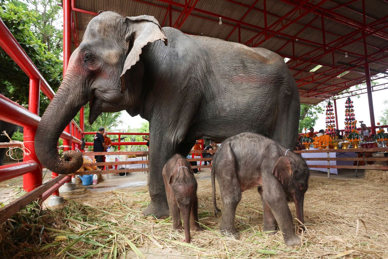Rare Twin Elephants In Thailand Receive Monks Blessings A Week After 