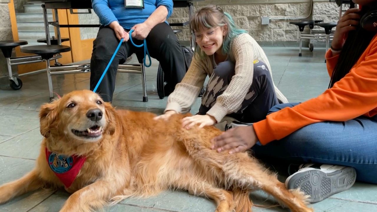 Therapy dogs