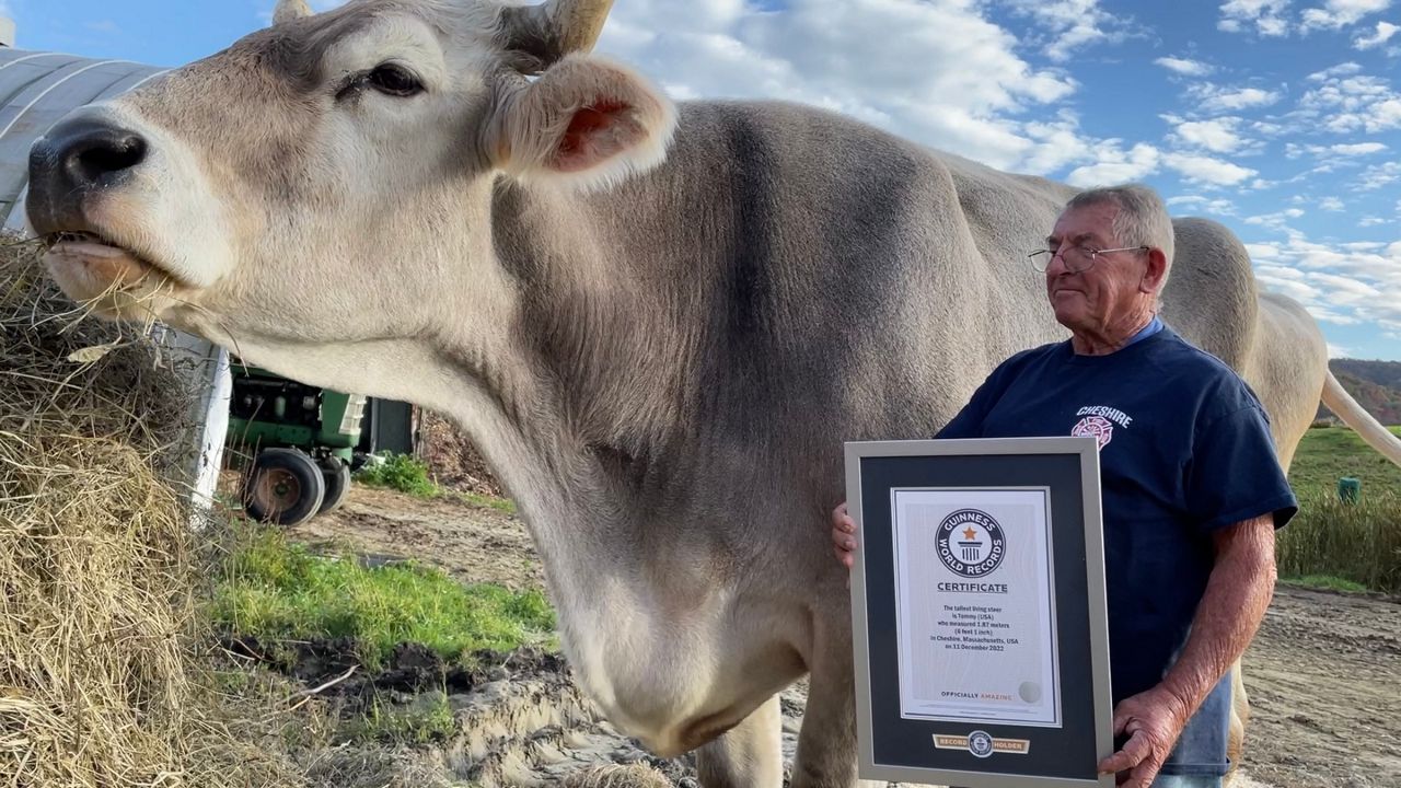 the tallest cow in the world