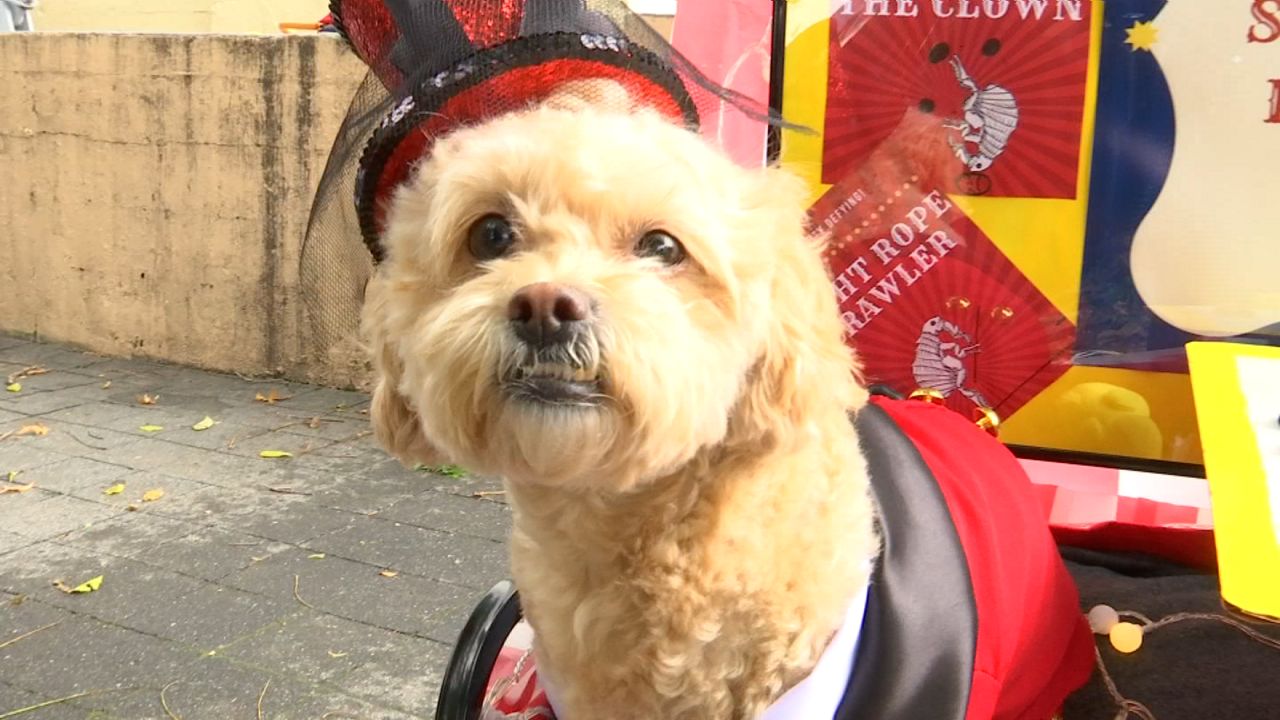 Tompkins Square Halloween Dog Parade