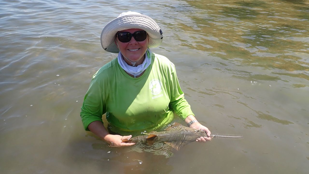 Tonya_releasing_sawfish
