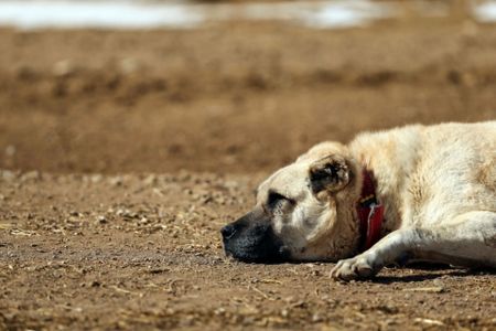 Turkish kangal spiked outlet collar