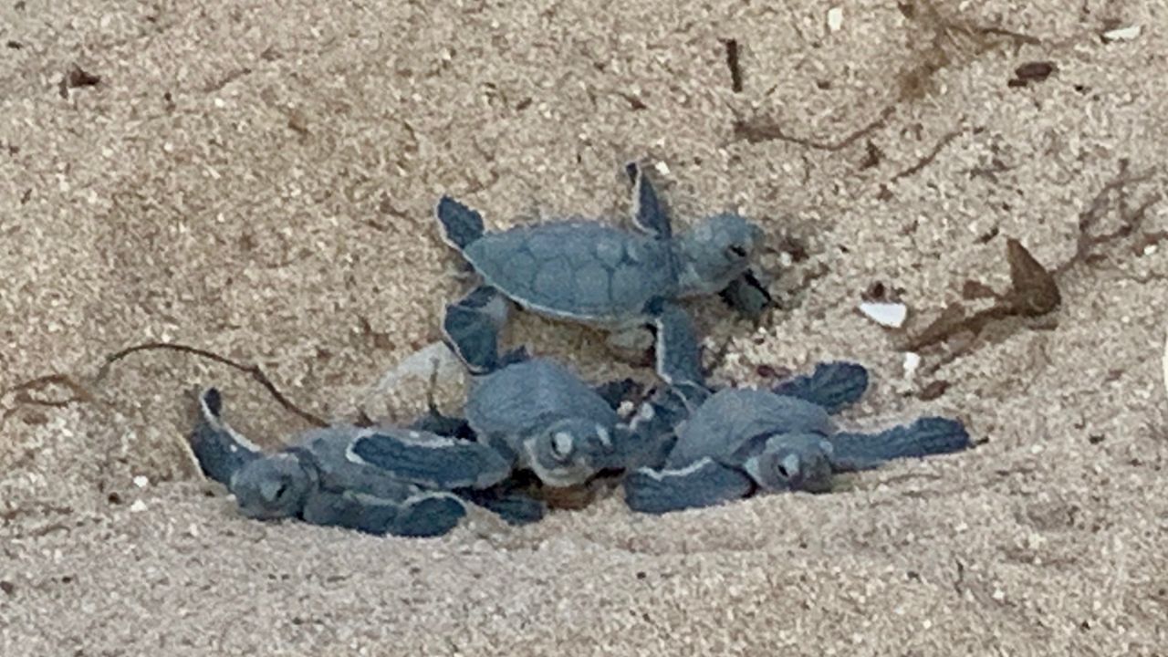 Several baby green sea turtles burrow their way out of their nest along a beach on Oahu. (Photo courtesy of USFWS by Dr. Sheldon Plentovich)