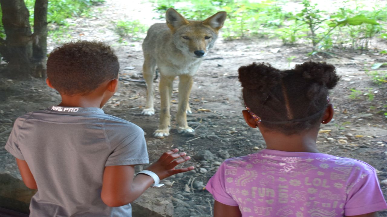 two kids looking at a coyote in an enclosure though a window