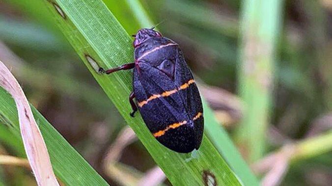 The two-lined spittlebug, a native of the southeast United States, was first detected on the Big Island in 2016. (University of Hawaii)