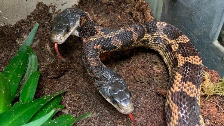 A rare two-headed western rat snake is displayed at Cameron Park Zoo in Waco, Texas, in an image that was made public on Aug. 1 2023. (Courtesy of Cameron Park Zoo)
