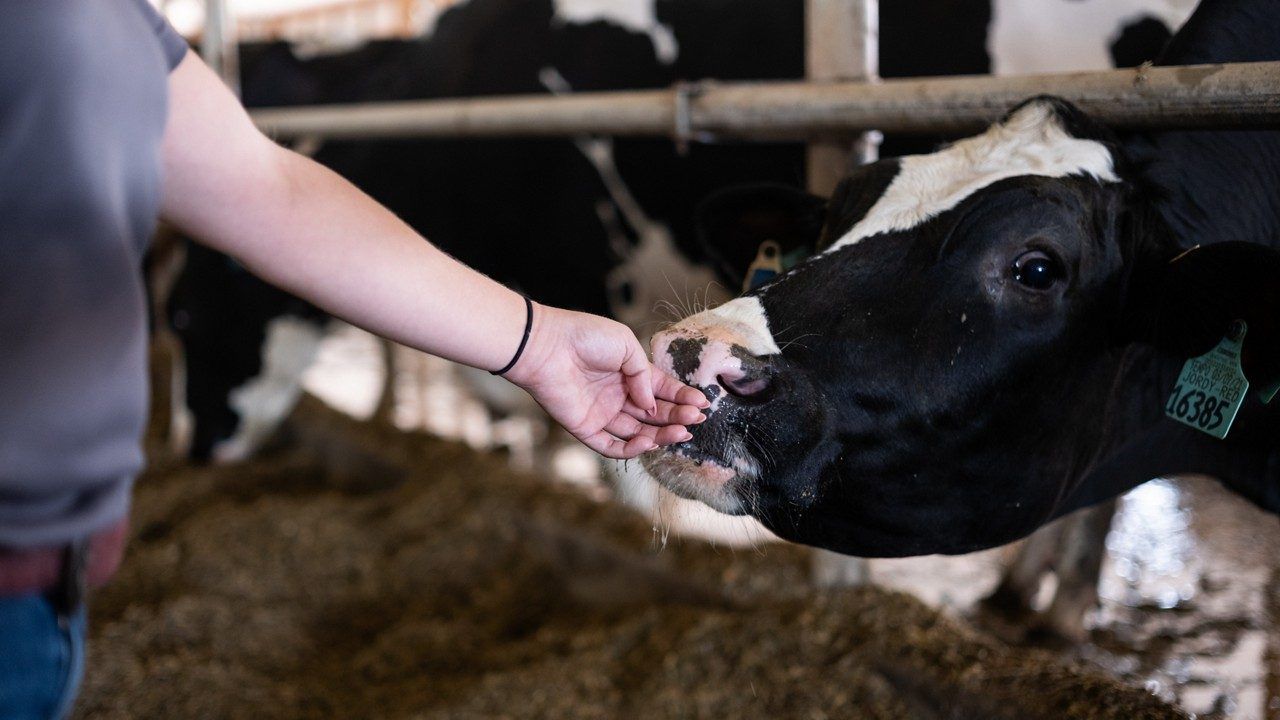 A woman reaches her hand out toward a dairy cow on a New York dairy farm. (Emily Kenny/Spectrum News 1)