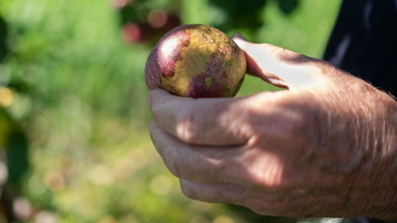 Apple Again Closing Some Stores in Florida, Arizona, North Carolina and  South Carolina Due to Coronavirus Spikes - MacRumors