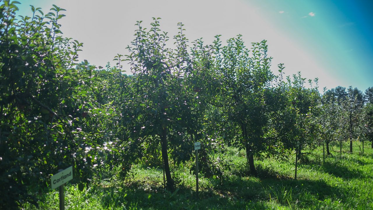 Apple orchard