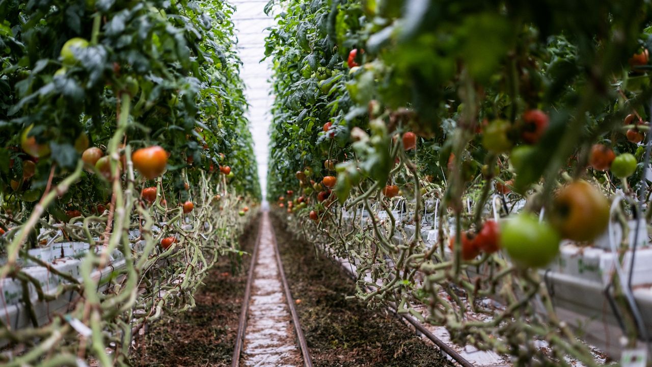 Intergrow tomatoes