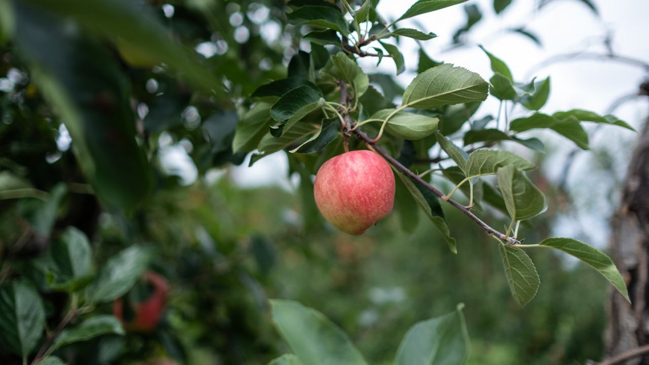 Early Golden is Golden Supreme - Adam's Apples