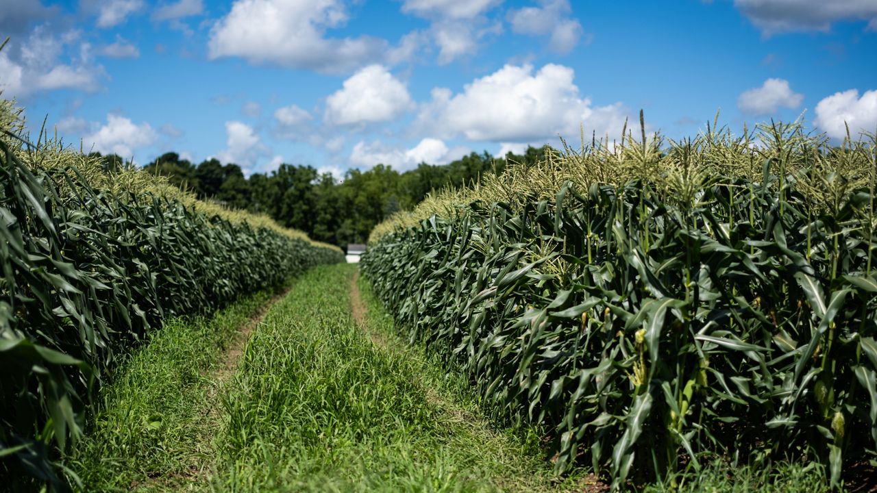 Sweet corn