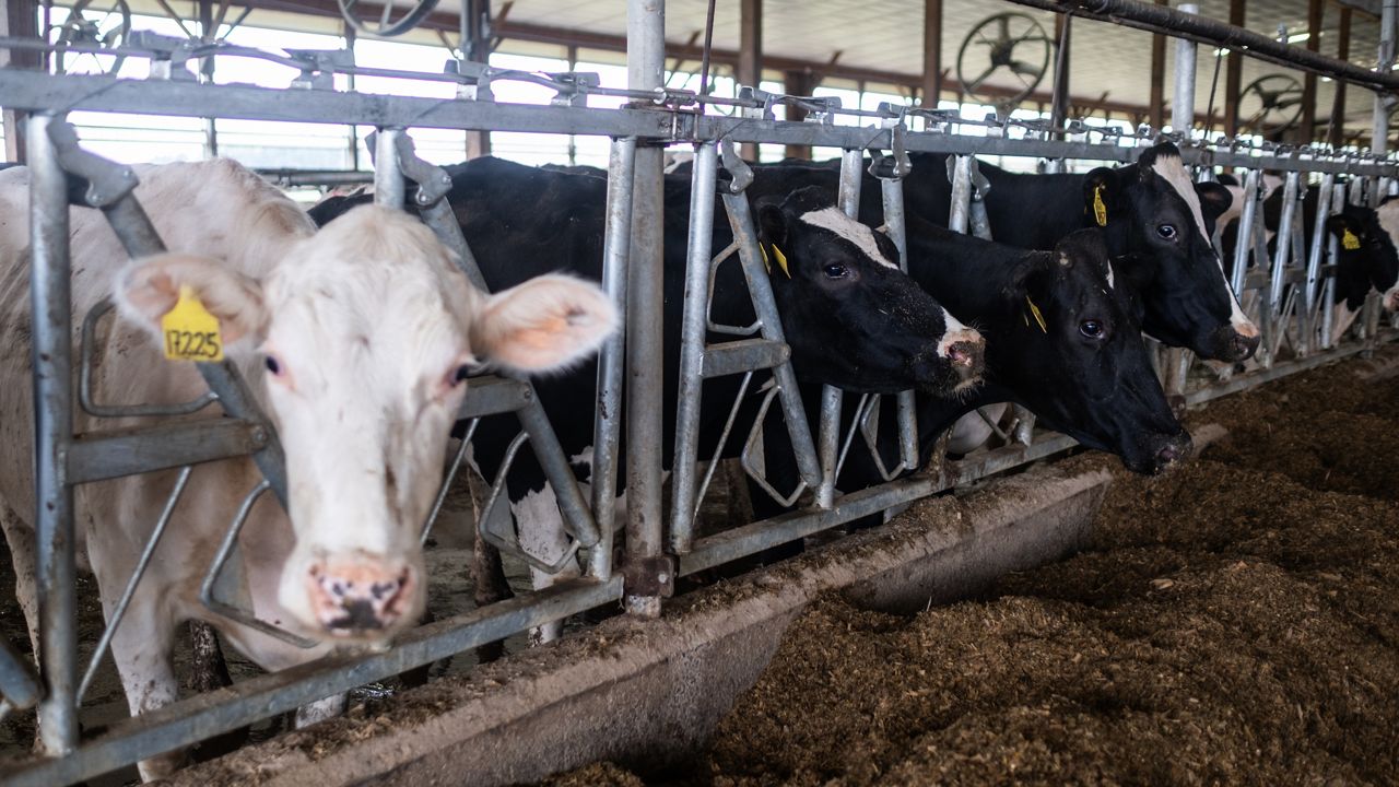 cows on a farm