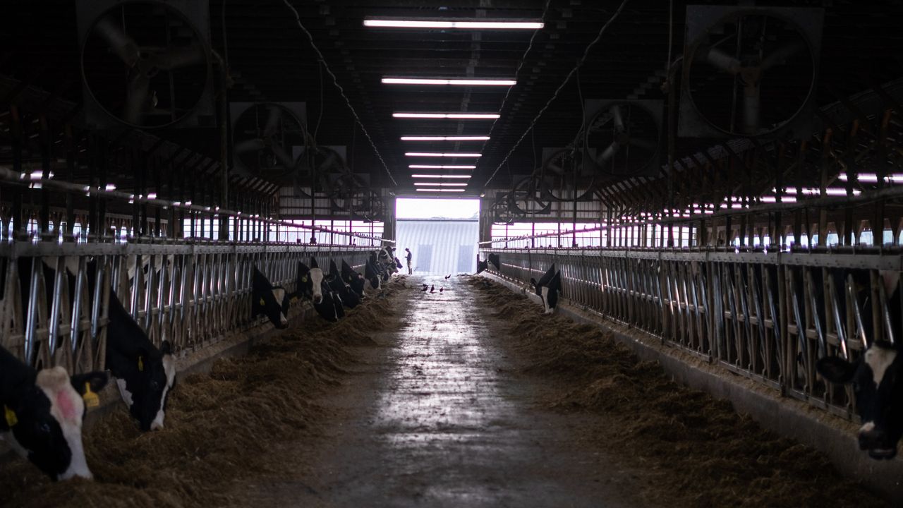 dairy farm