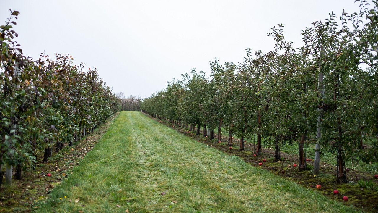 orchard