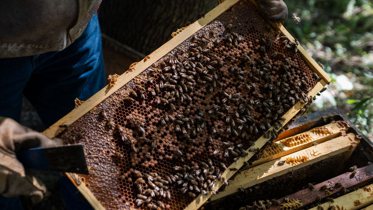 Bee deaths surging