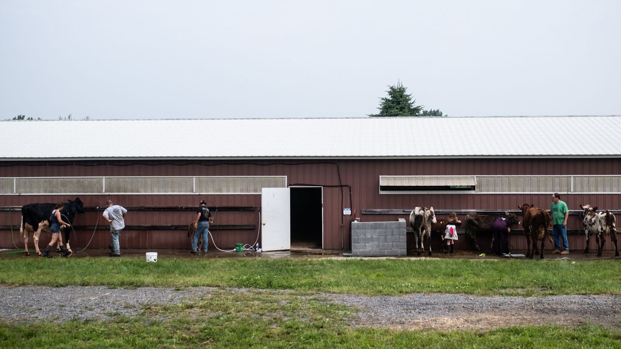 cattle stall