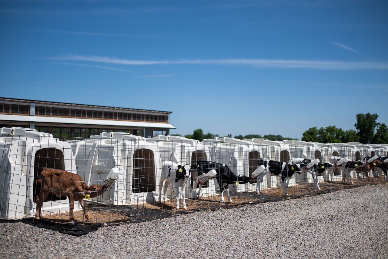 UNY Spec EmilyKenny dairy 20240531 001