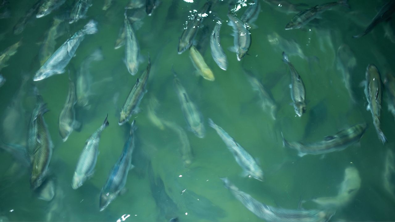 Salmon