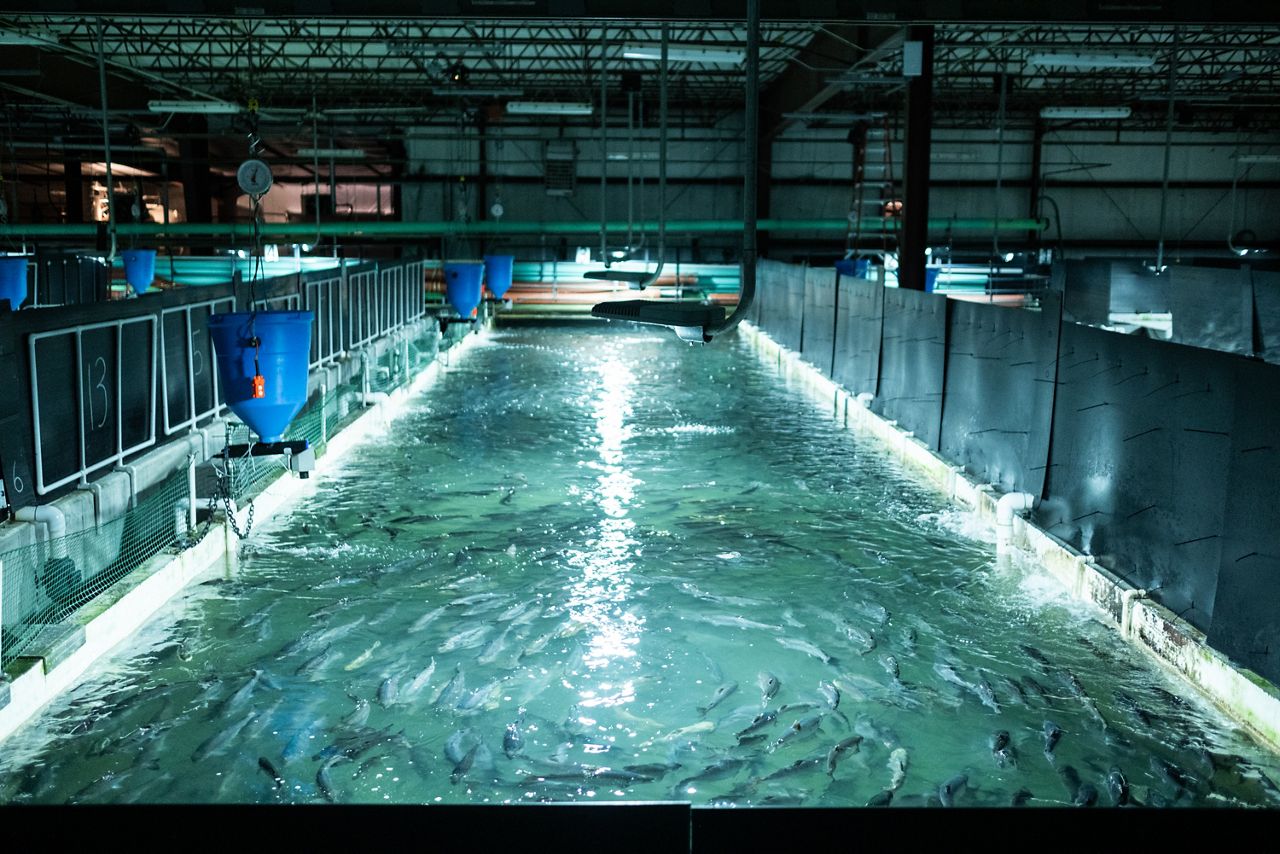 How one salmon farm works to cut down on fish imports