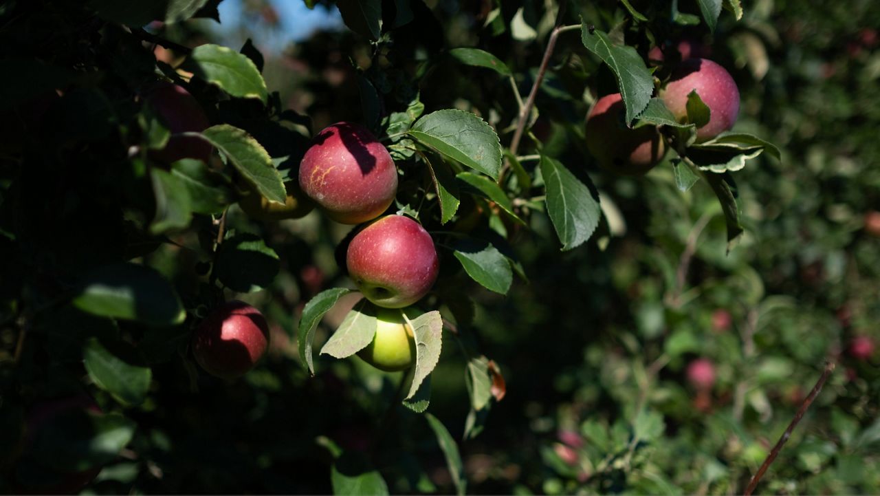 apples on a tree in an orchard