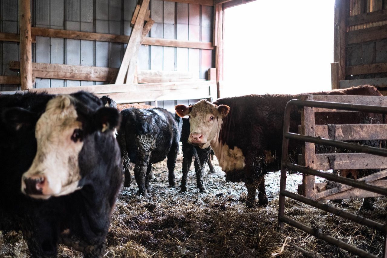 Onondaga County announces grants for farms agritourism