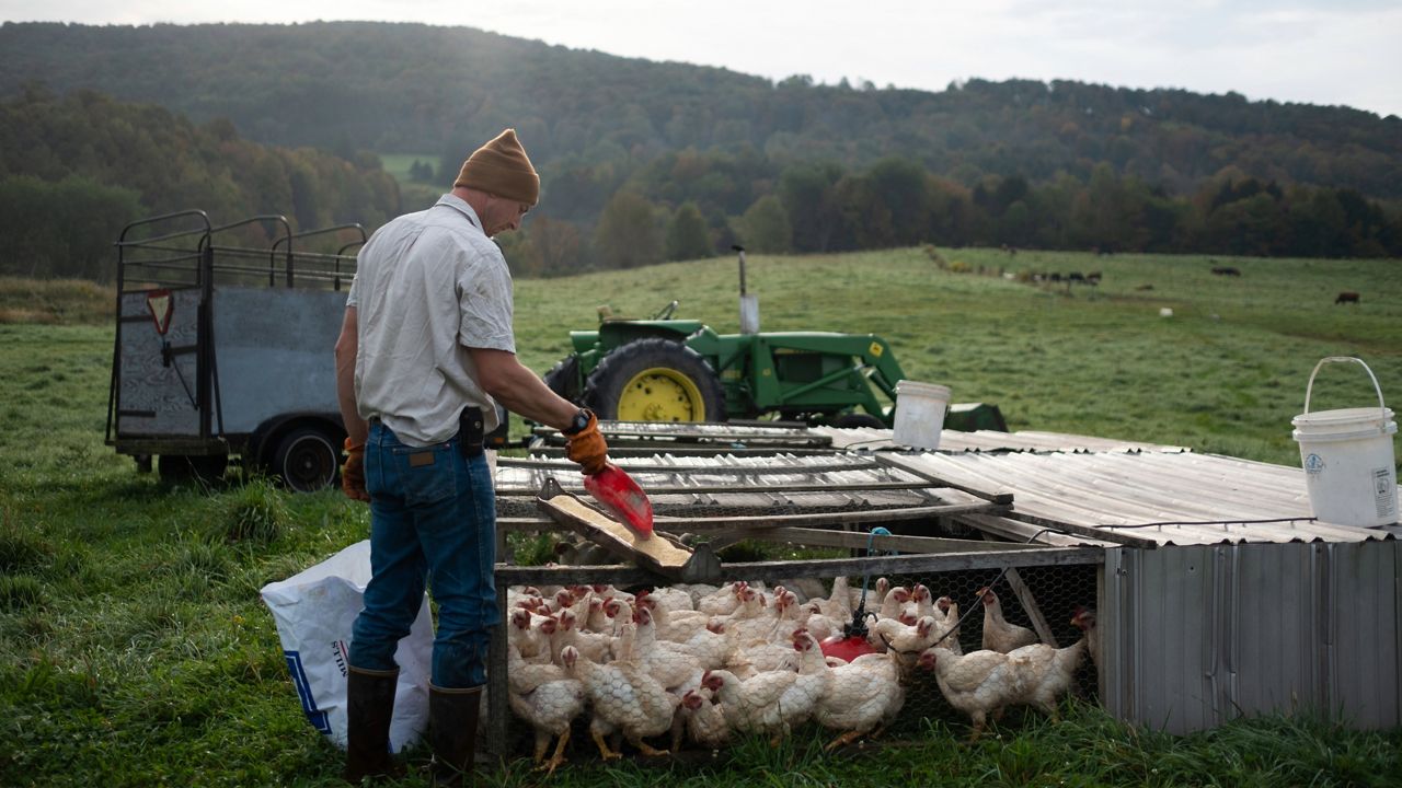 feeding chickens