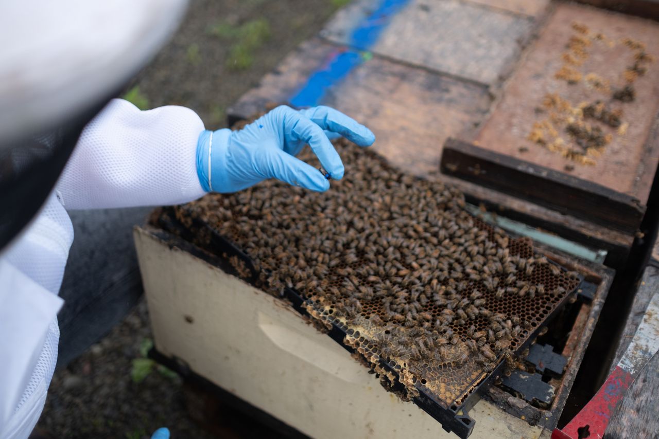 UNY-Spec-Emily_Kenny-Kutiks_Honey-20250506-006