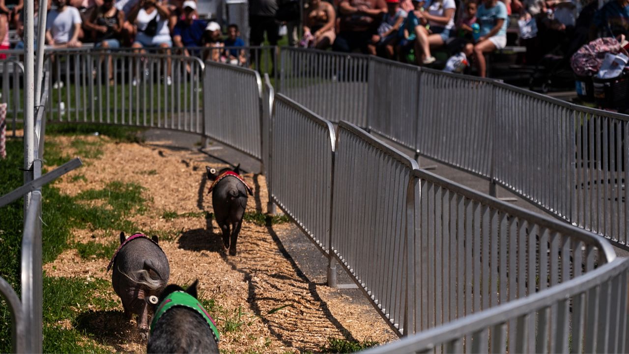 pig races