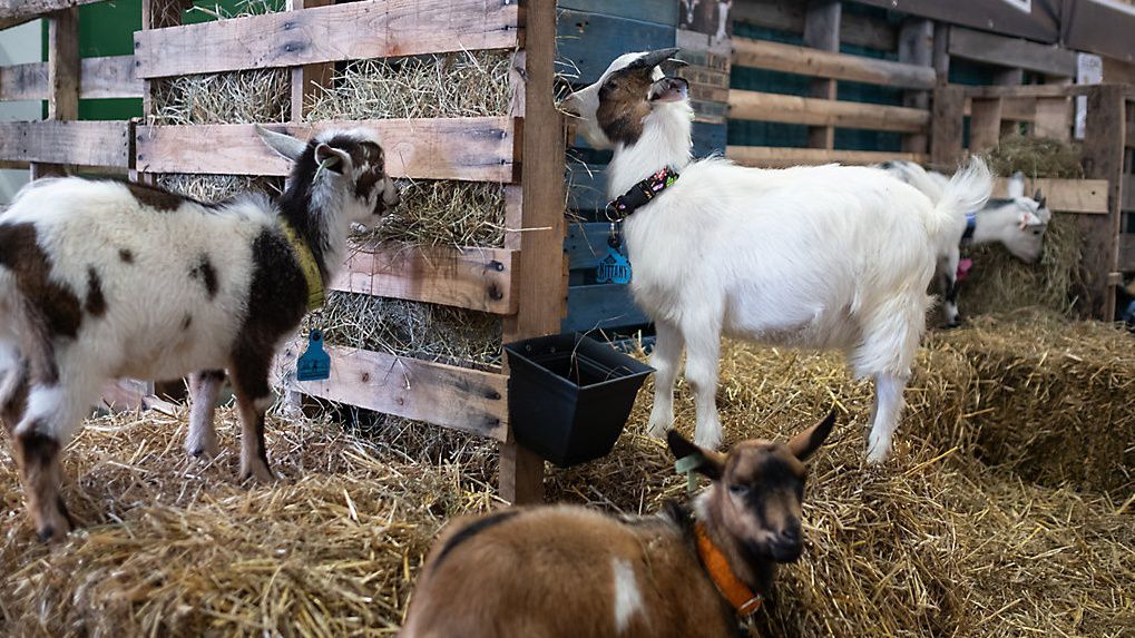  Cuddle with a Baby Goat exhibit