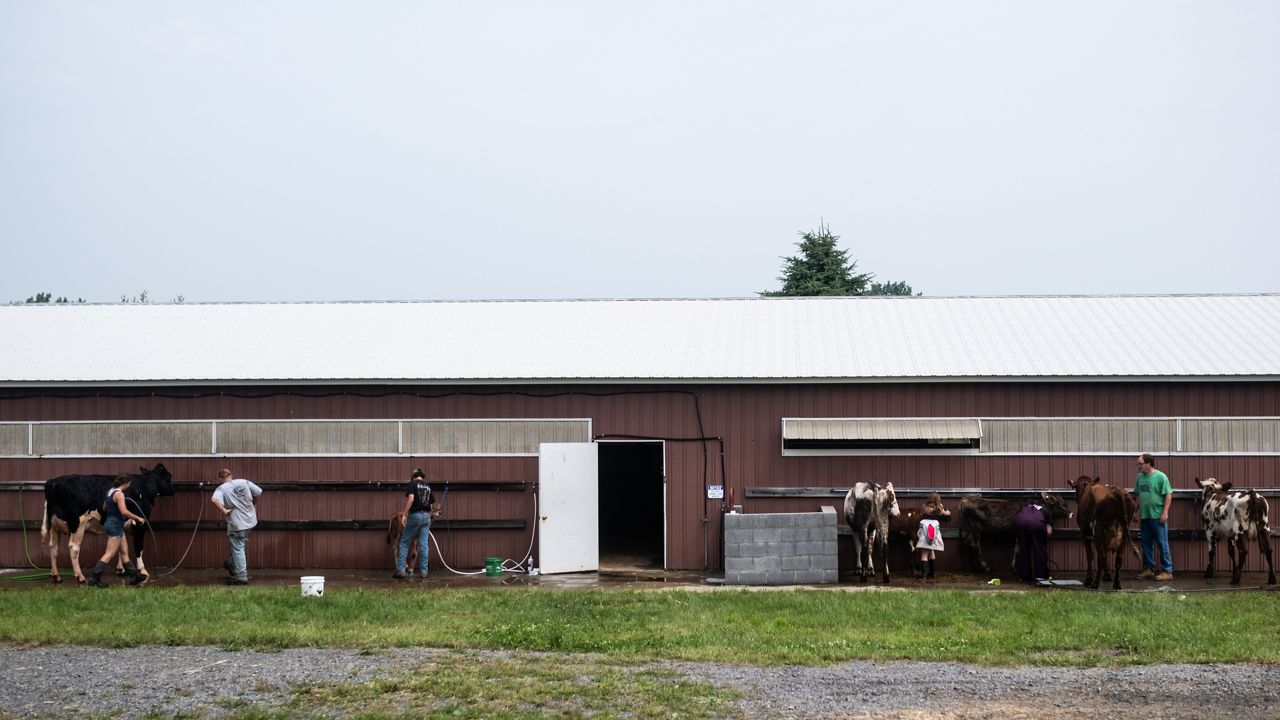 photo of the exterior of a barn with people and cows lined up along the building