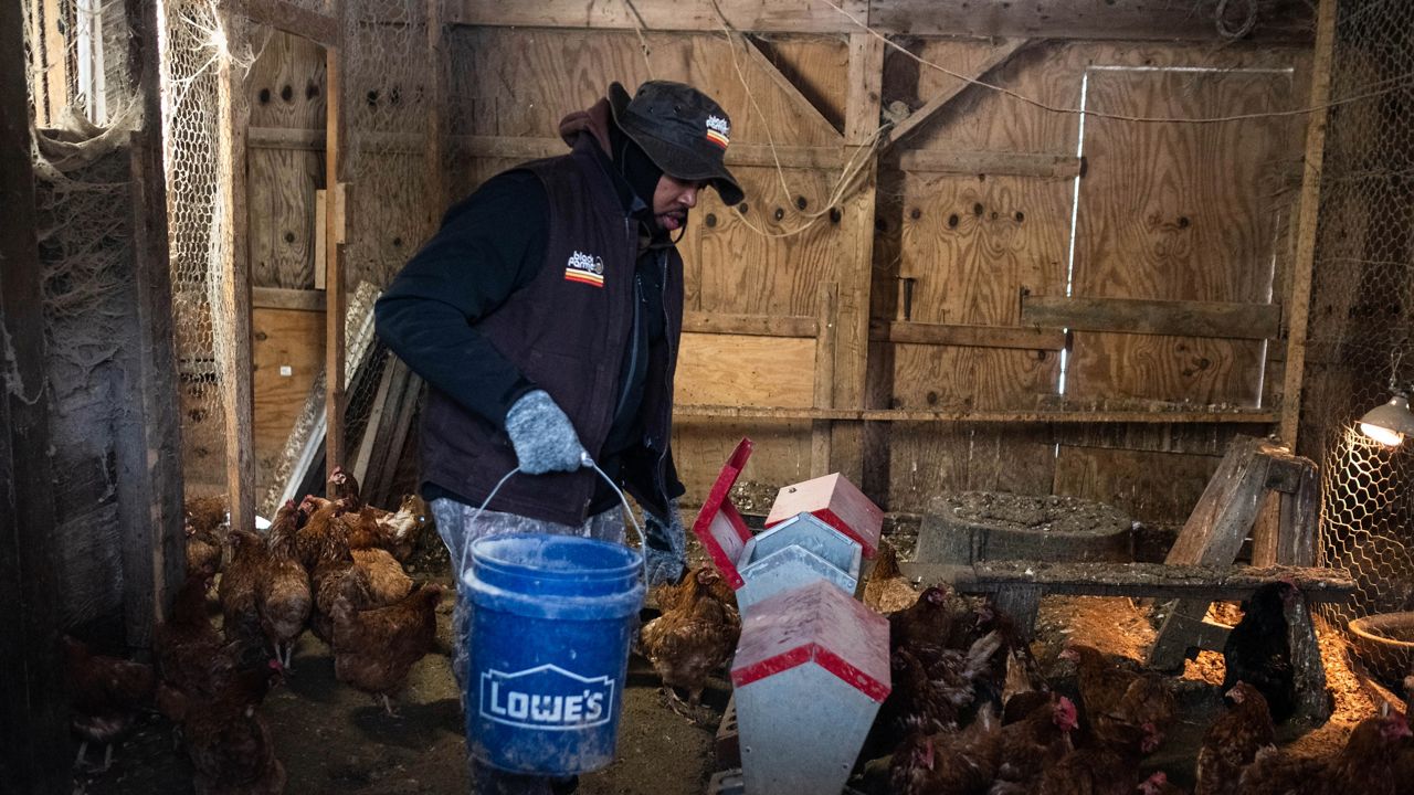 Farmer feeding chickens