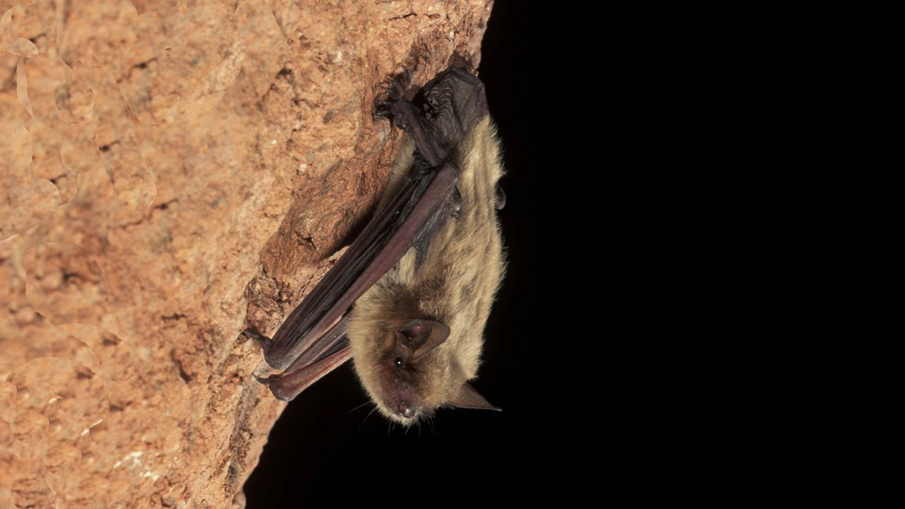 Bats nature’s pest killers but populations have declined