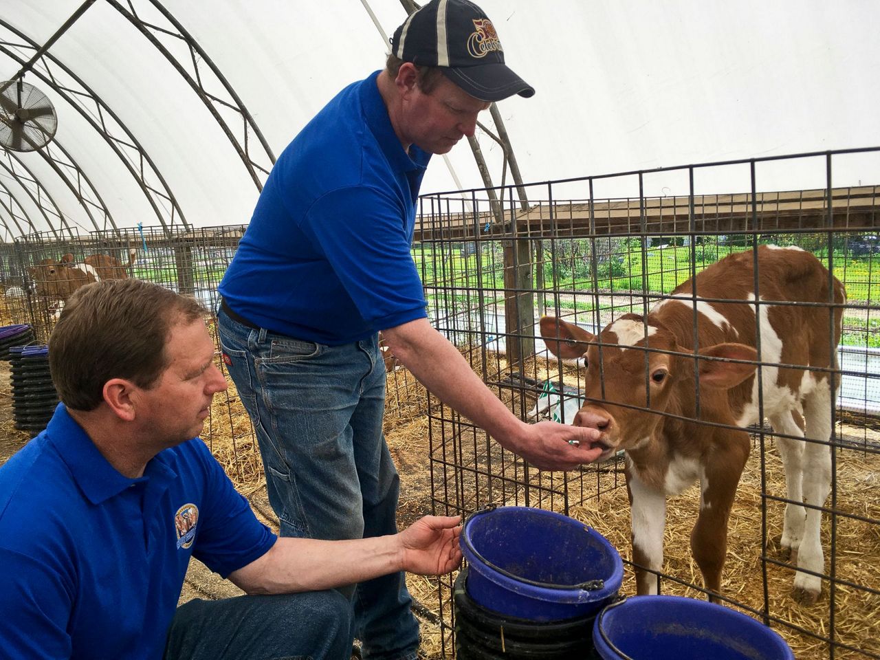 Got indigestion? These cows could solve your milk problem