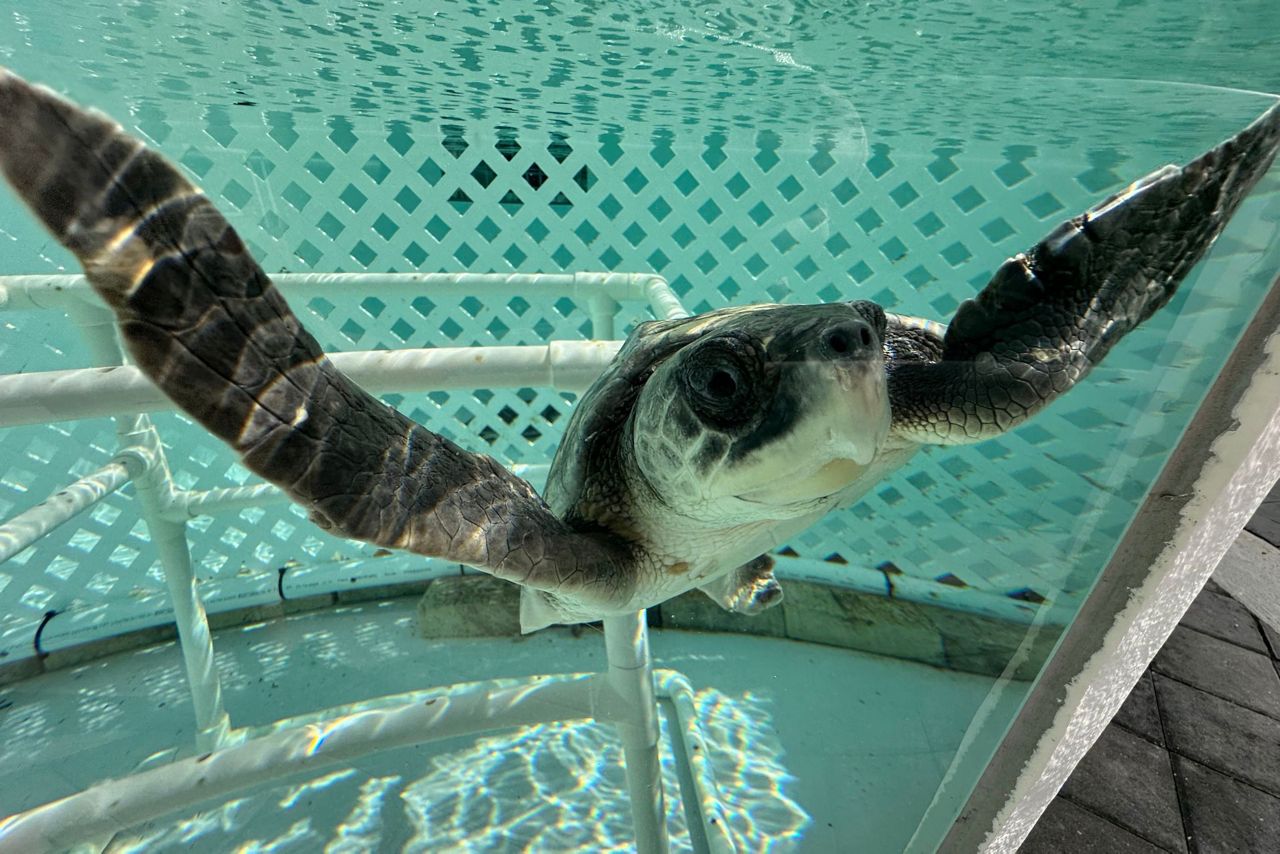 24 endangered sea turtles recovering in Florida after cold stunning off ...