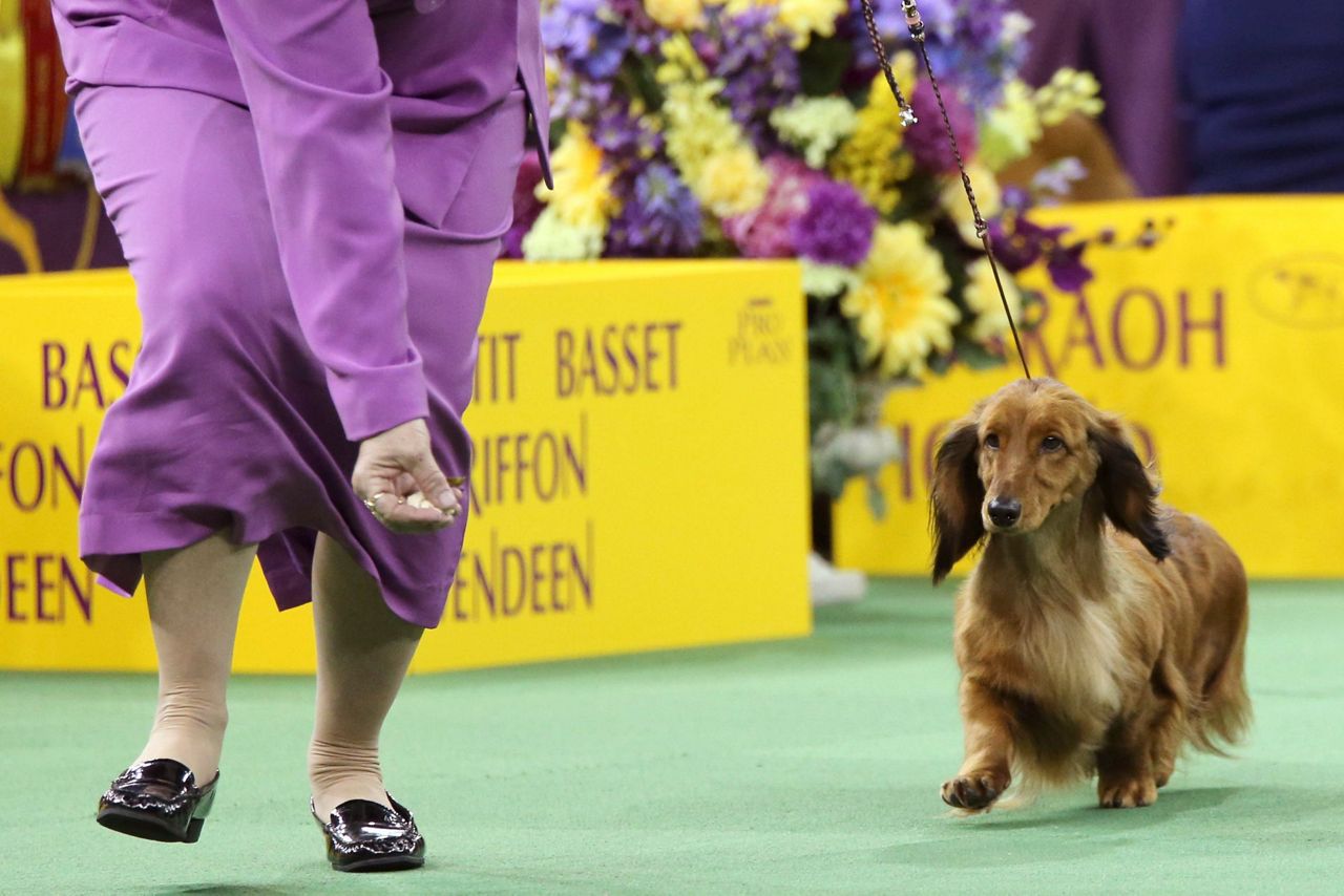 New rankings show French bulldogs reign on as top US breed, making many ...