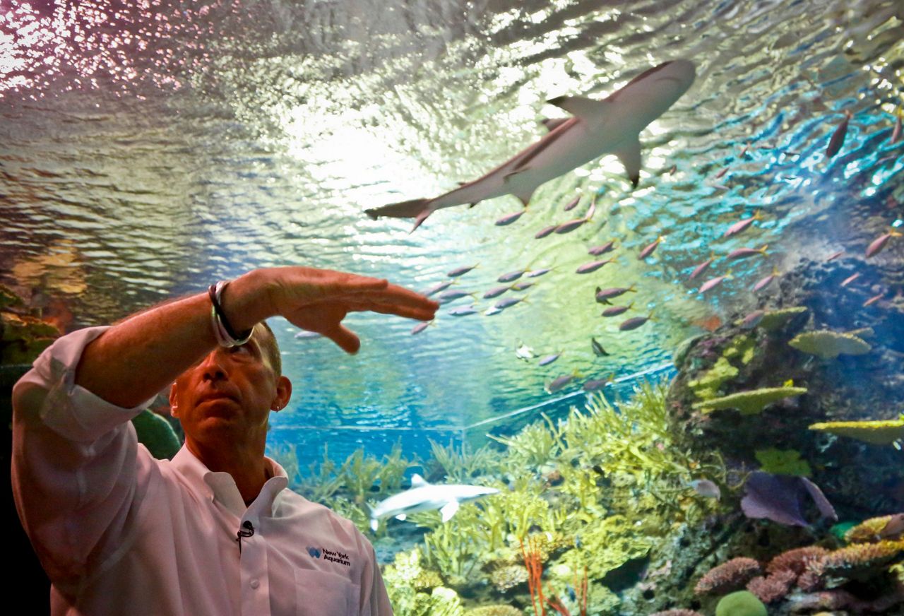 Sandyravaged aquarium opens splashy new shark exhibit